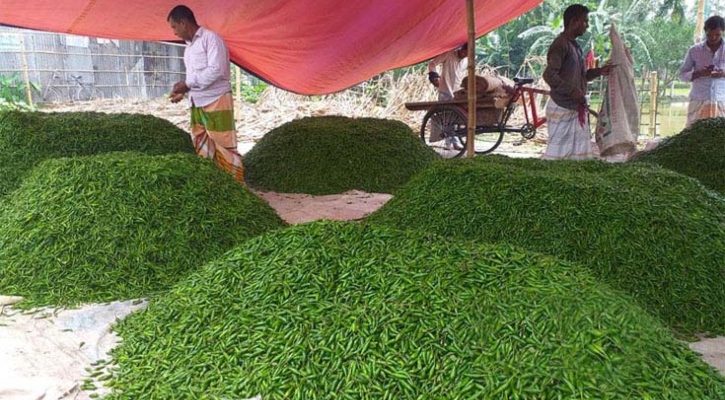 সৈয়দপুরে কাঁচা মরিচের কেজি ১০ টাকা